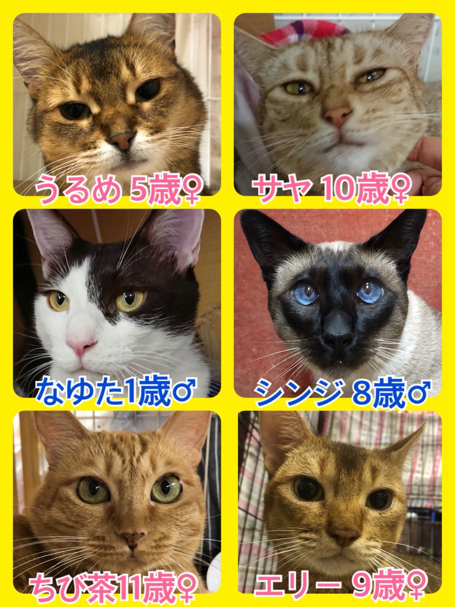 🐾今日の里親様募集中ニャンコ🐱メンバーです🐾天神橋店のTwitterのアドレスが変わりました！2019,8,18